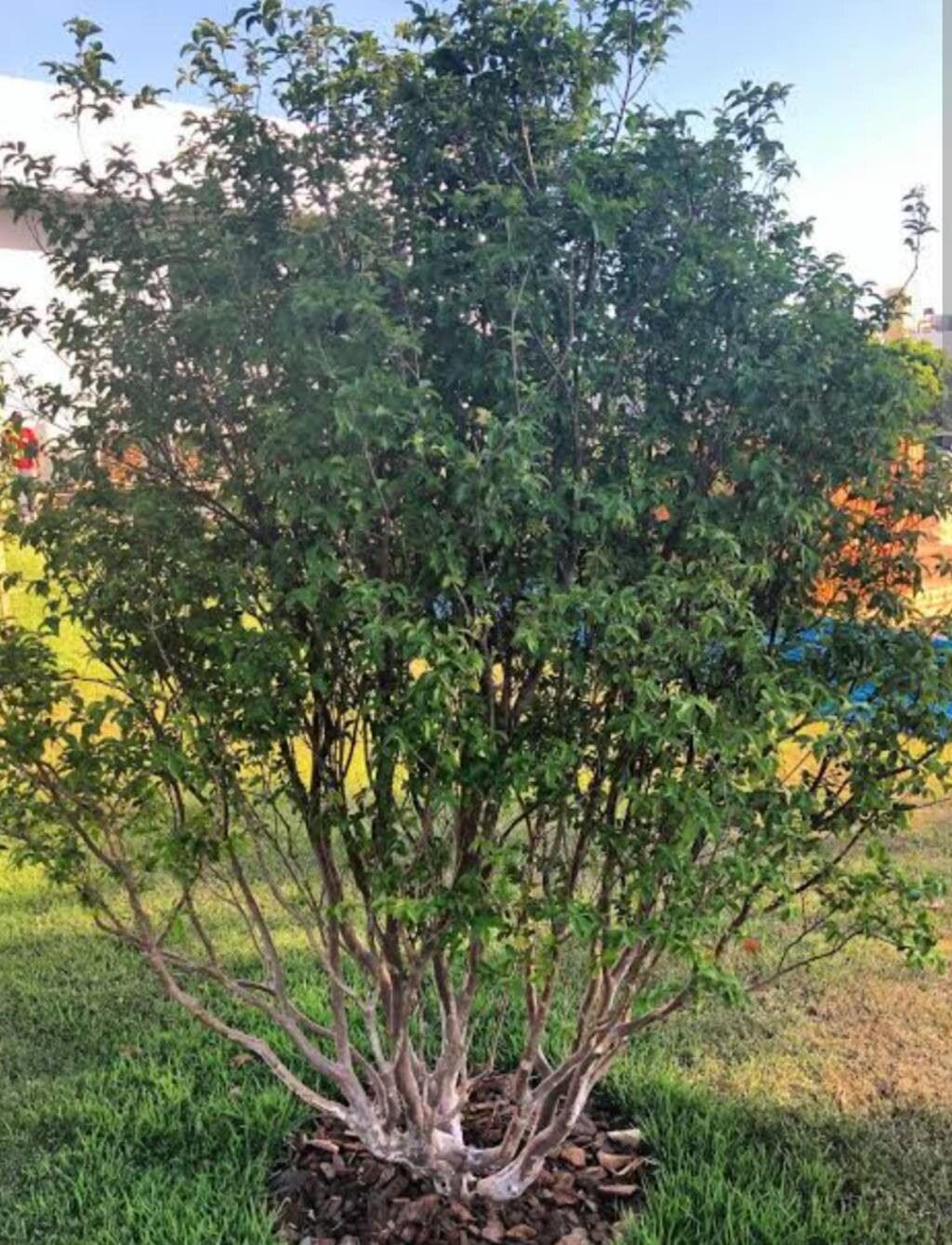 Plinia trunciflora habit