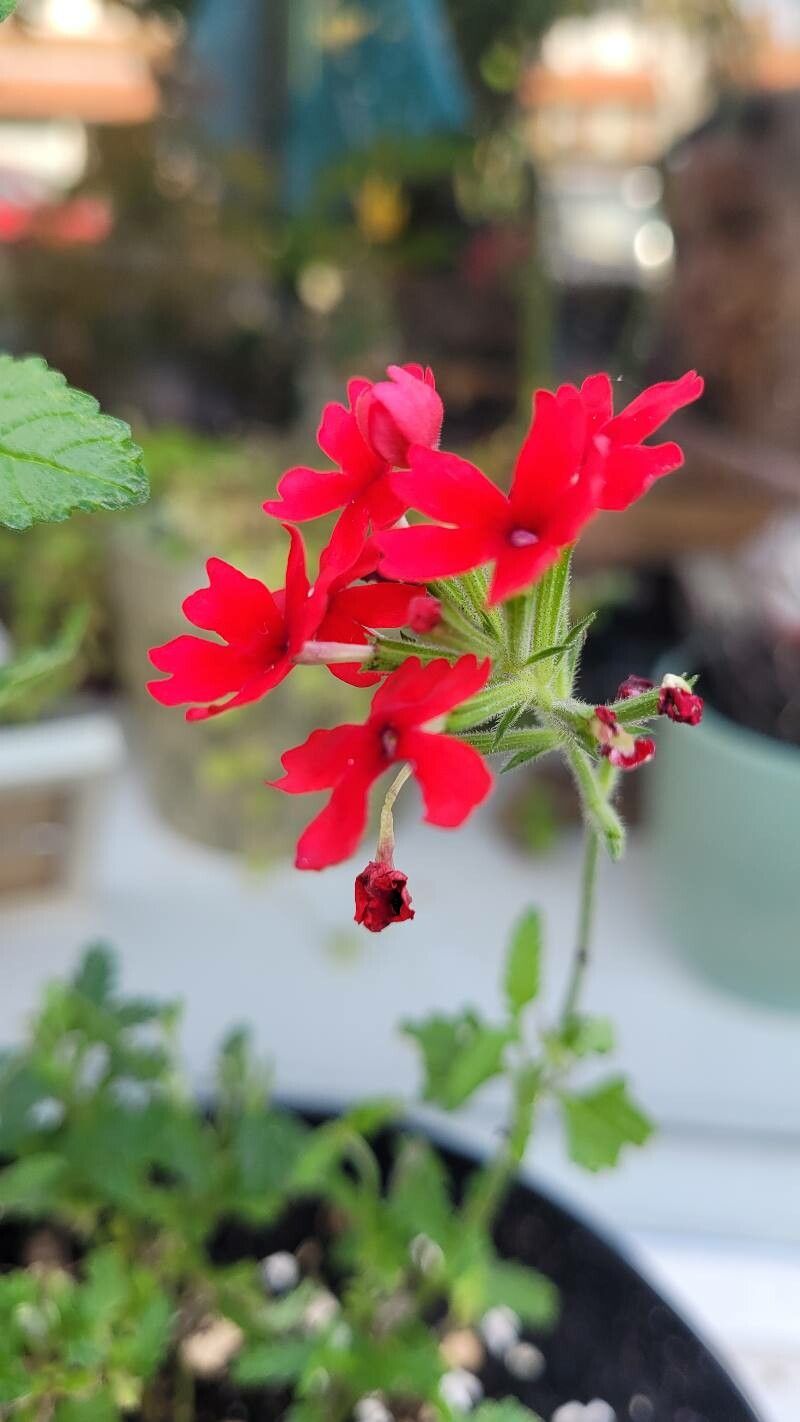 Verbena peruviana flower