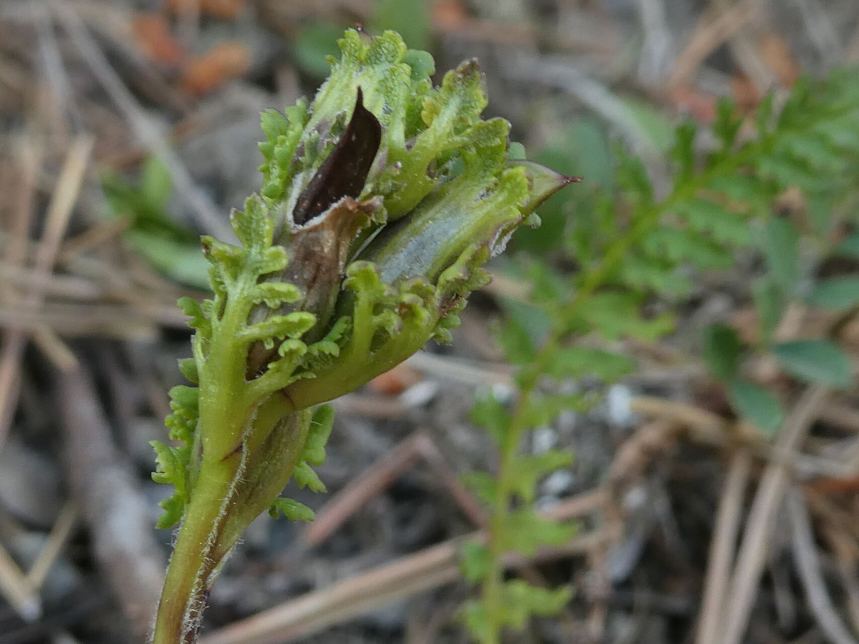 Pedicularis pyrenaica fruit