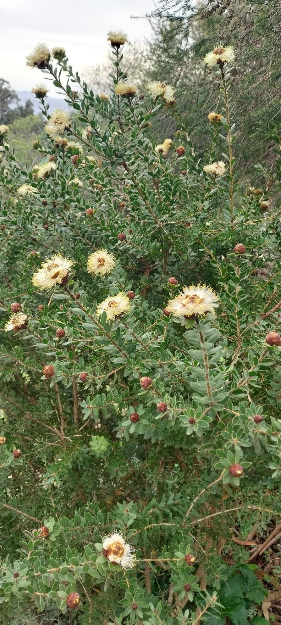 Melaleuca megacephala flower