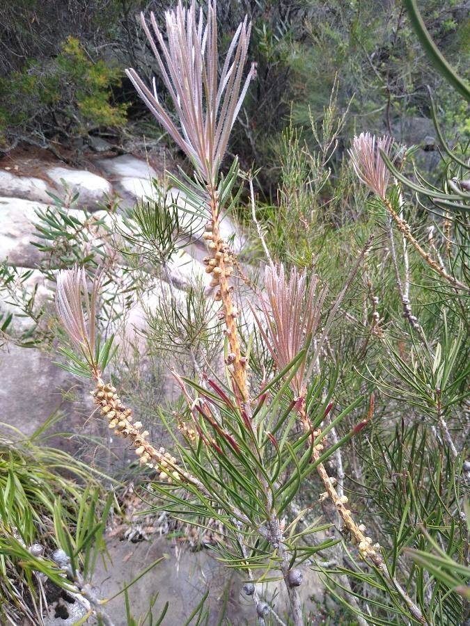 Callistemon pinifolius flower