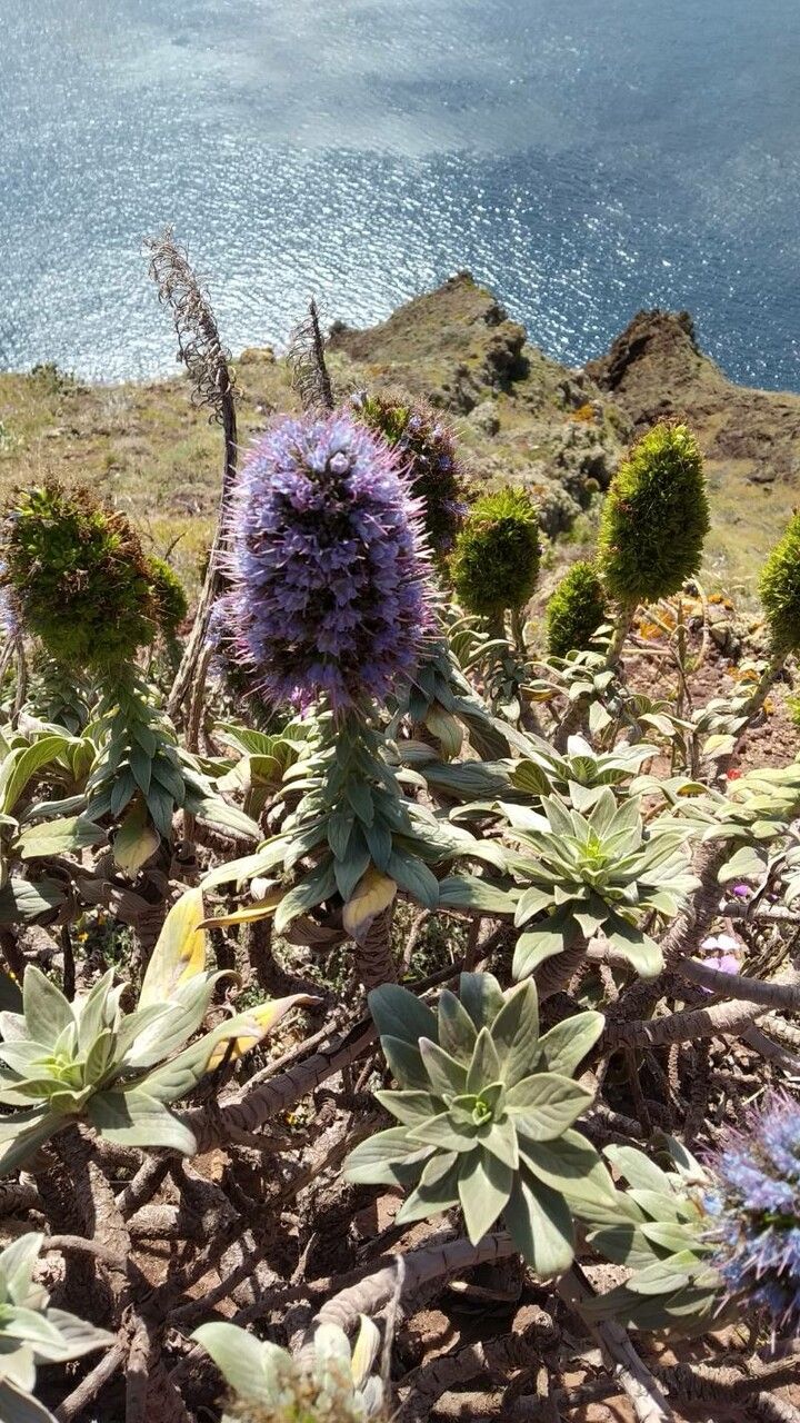 Echium nervosum flower