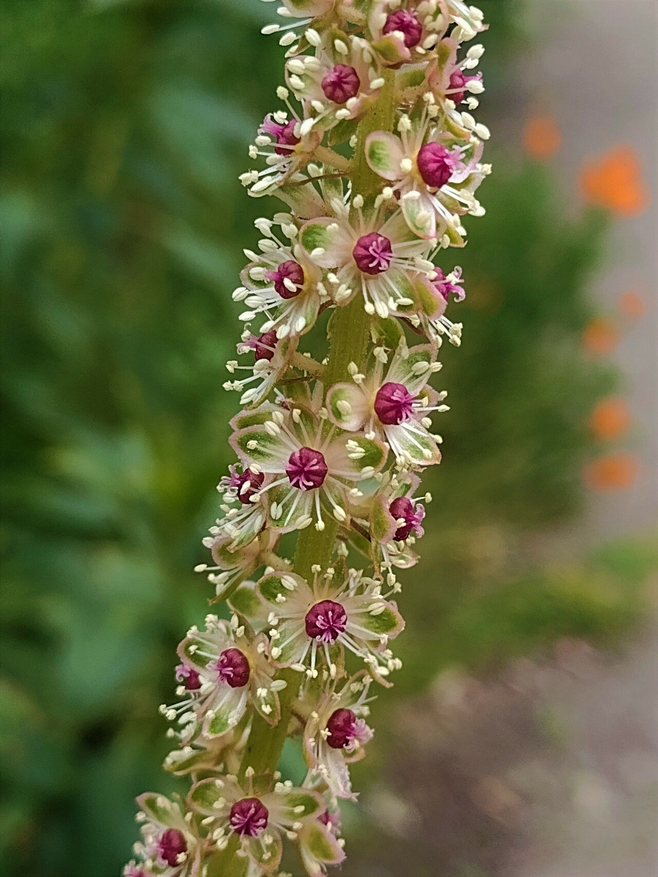 Phytolacca icosandra flower