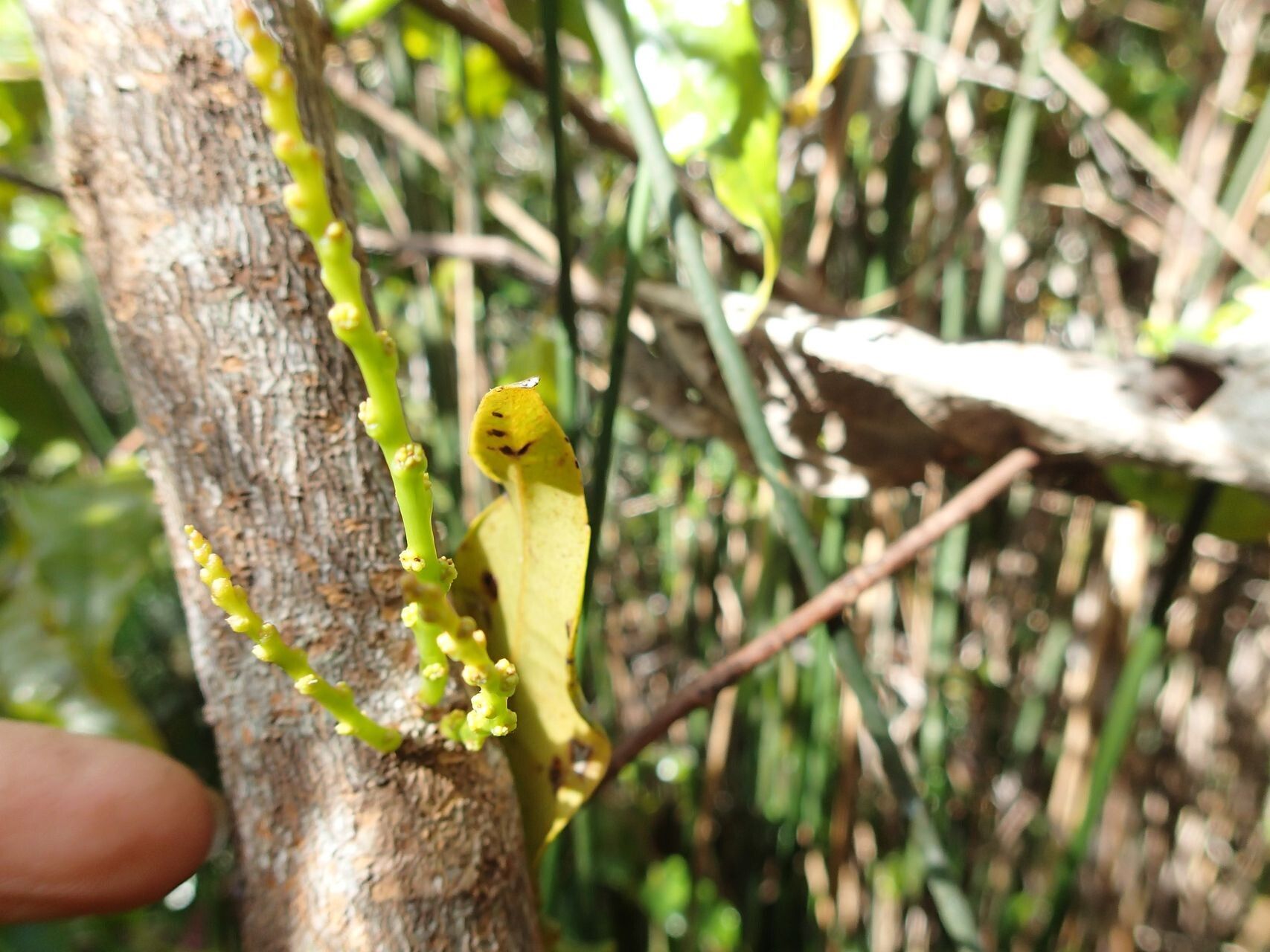 Bocquillonia longipes bark