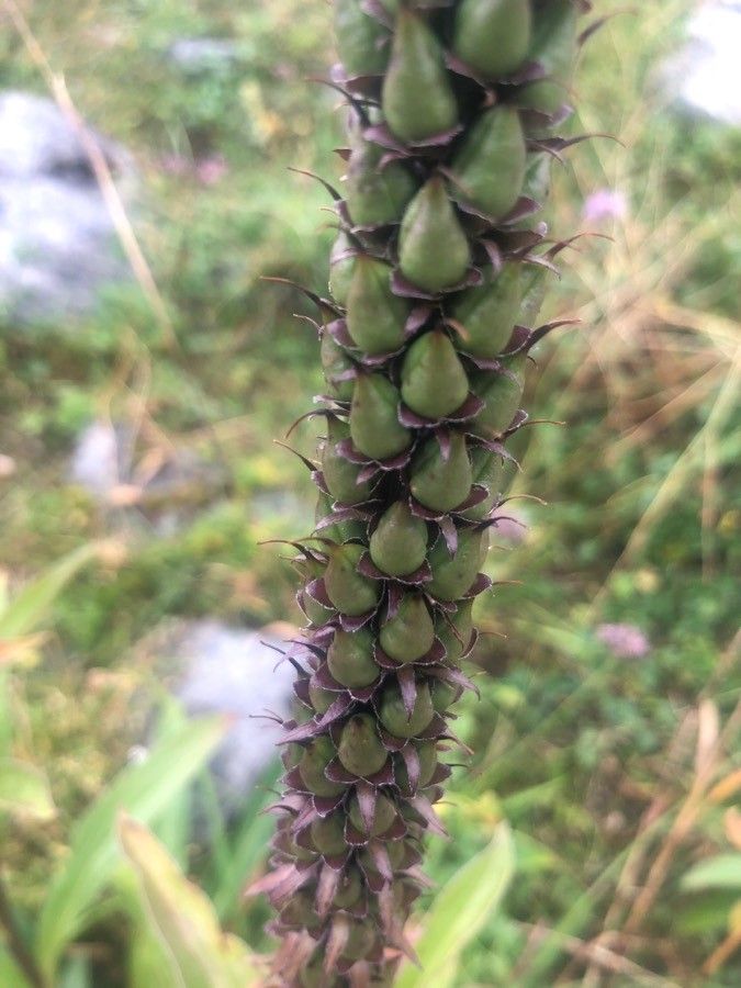 Digitalis ferruginea fruit