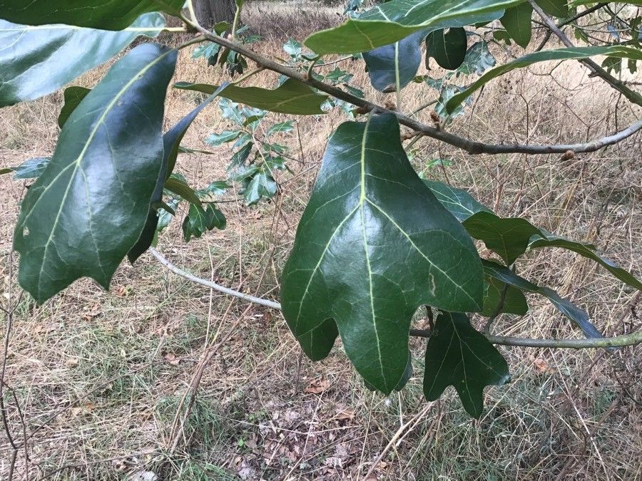 Quercus marilandica — search result for 'Quercus'