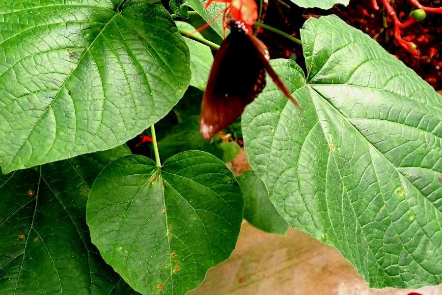 Phaseolus coccineus leaf