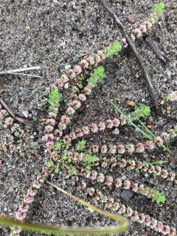 Illecebrum verticillatum flower