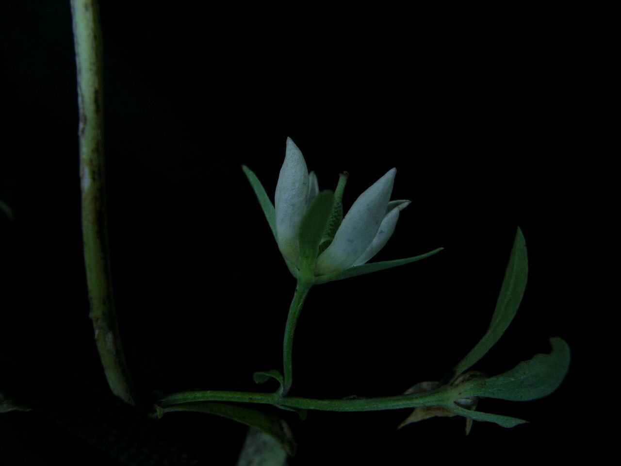 Swertia nervosa — houseplant care guide