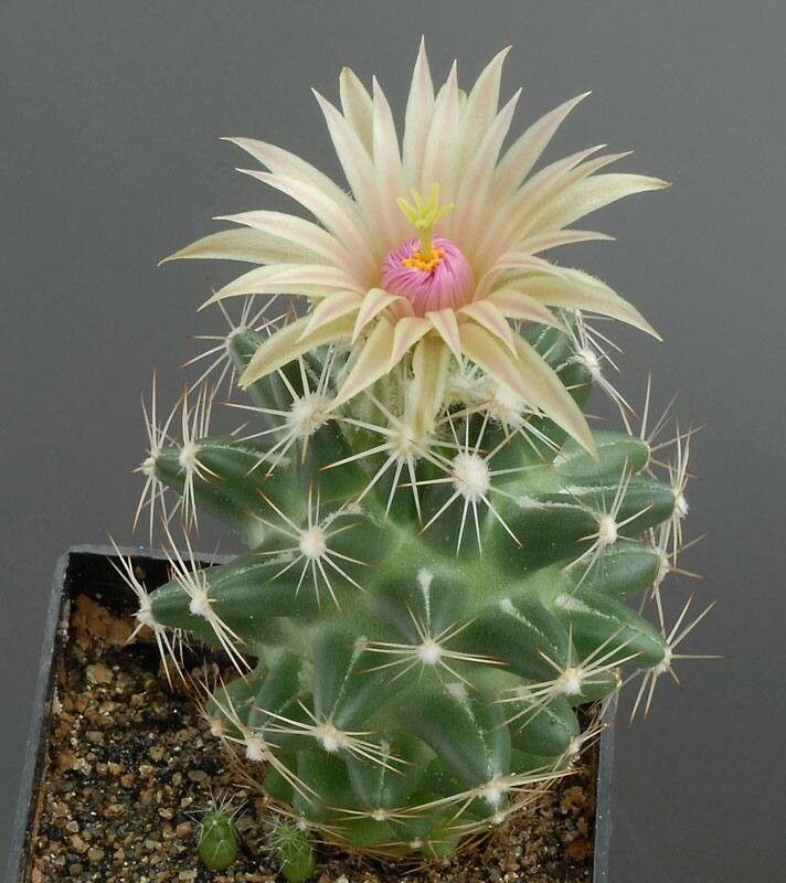 Escobaria missouriensis — houseplant care guide