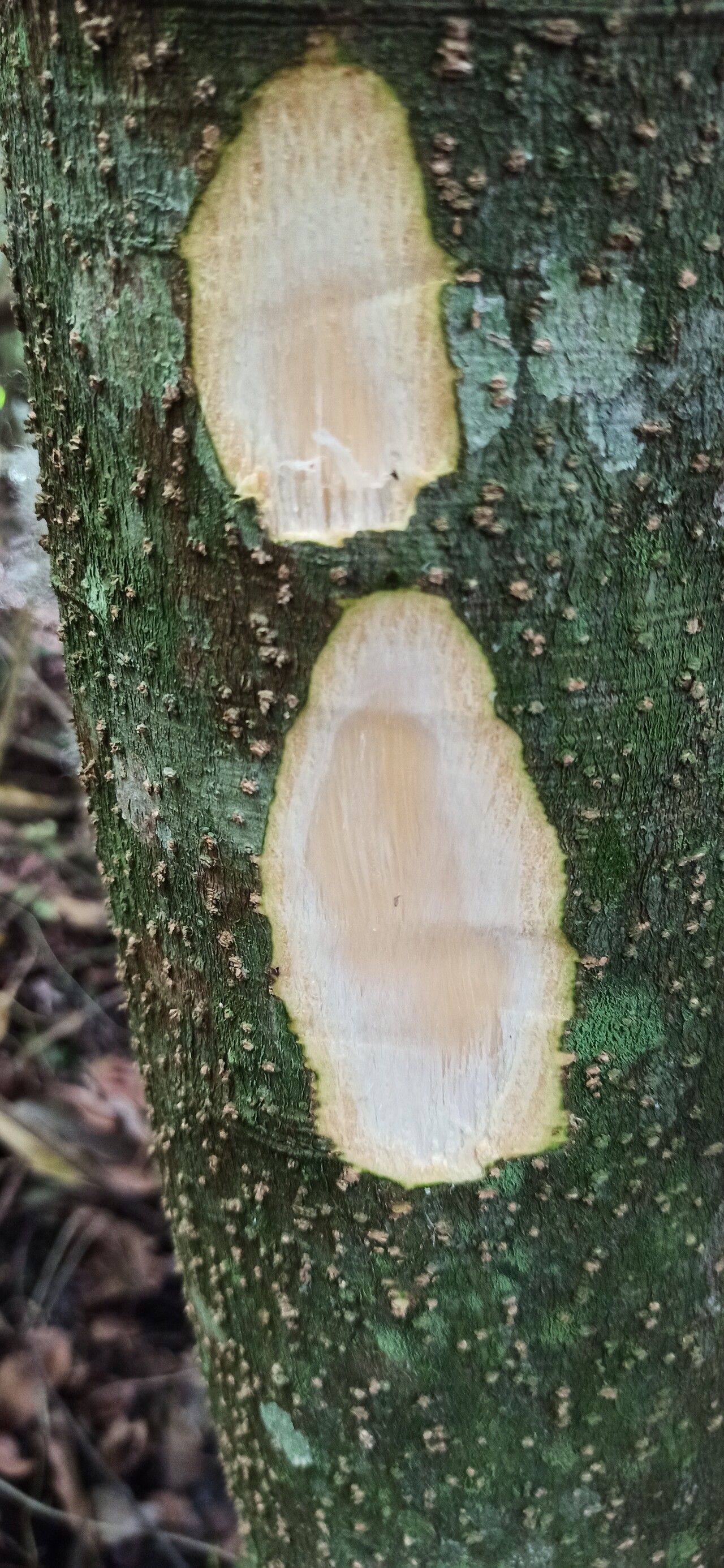 Albizia gummifera bark