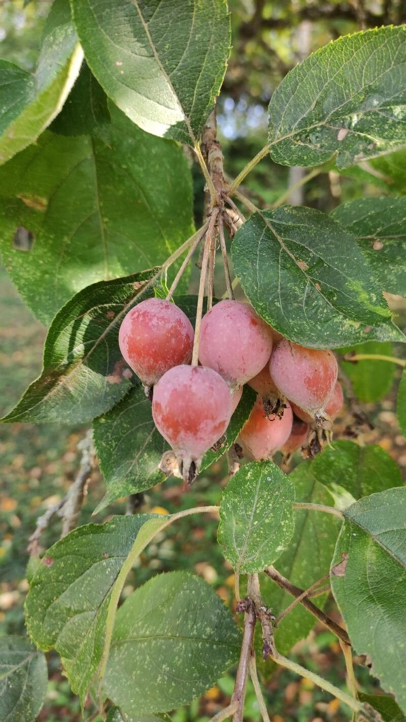 Malus sikkimensis fruit