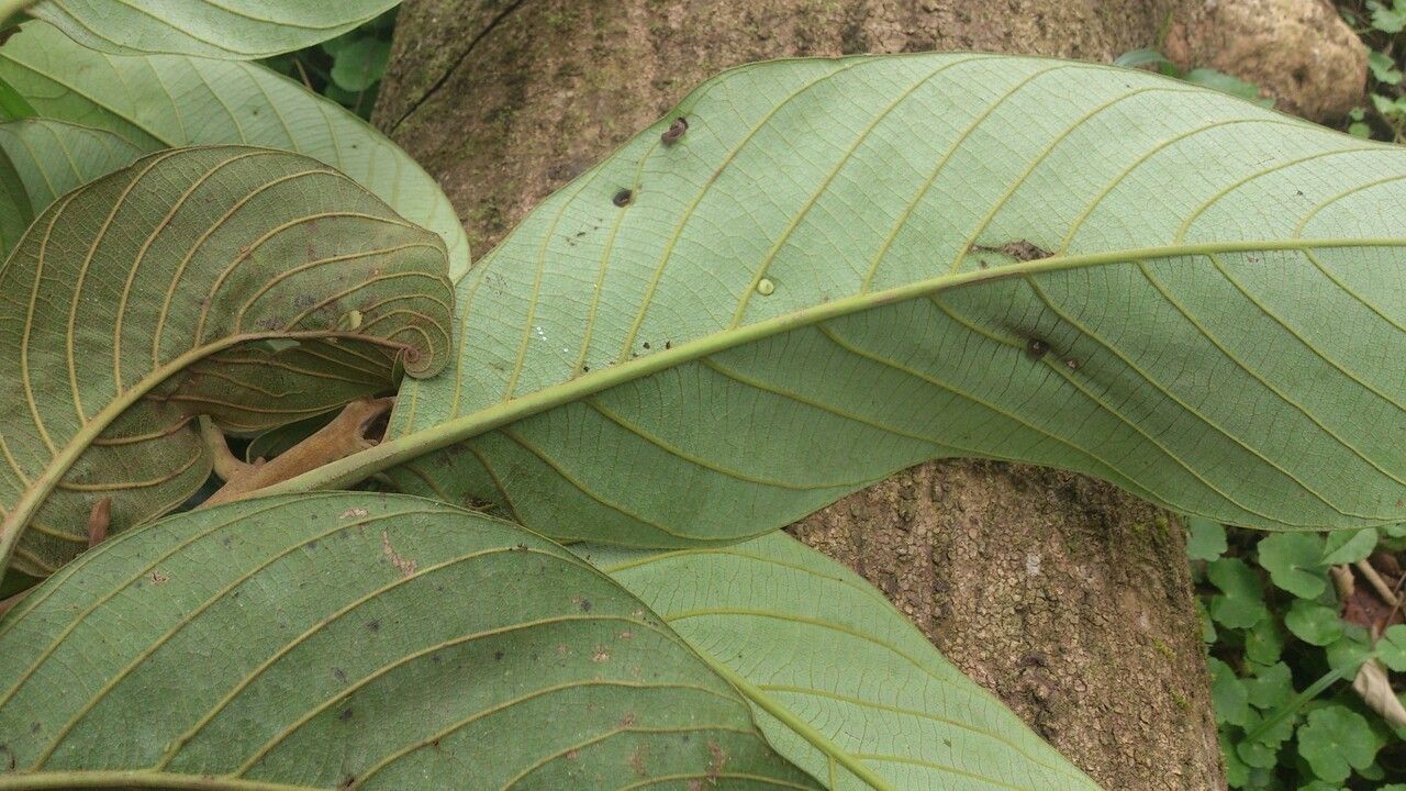 Rhodostemonodaphne kunthiana leaf