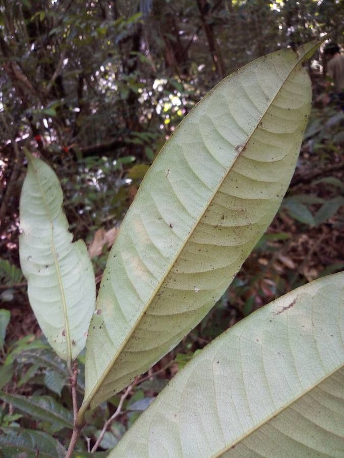 Lecythis persistens leaf