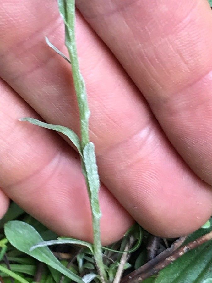 Antennaria plantaginifolia bark