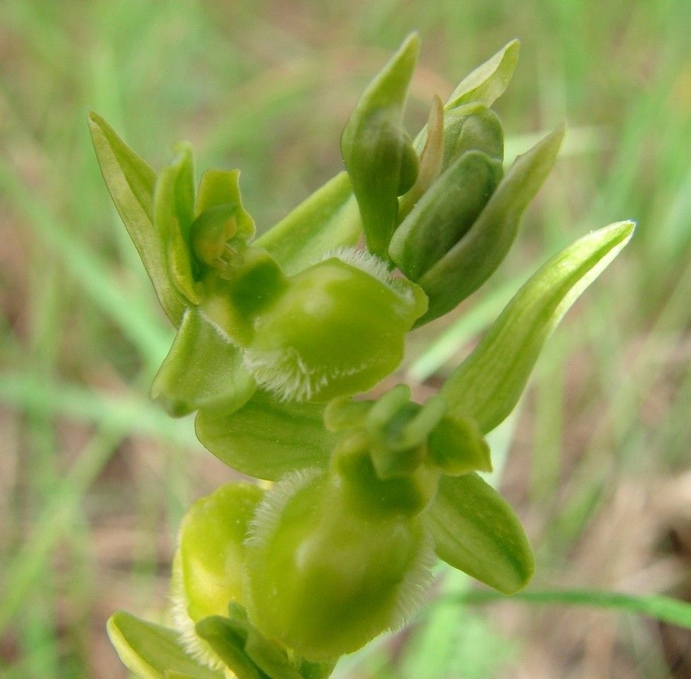 Ophrys virescens fruit
