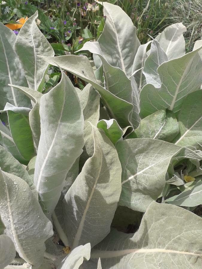 Verbascum olympicum — search result for 'Verbascum'