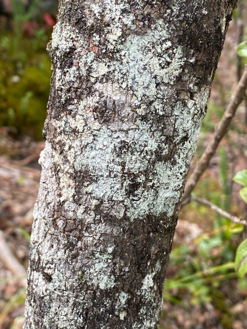 Coprosma menziesii bark
