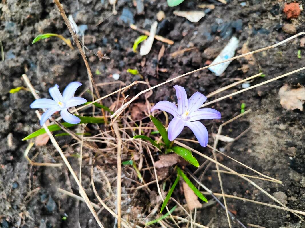 Scilla nana flower