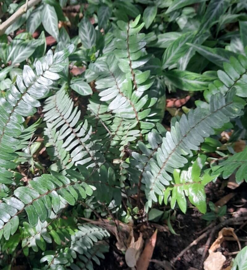 Hemionitis seticaulis habit