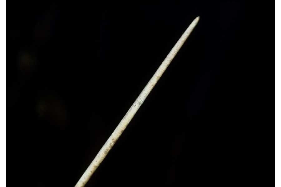 Eleocharis cellulosa — search result for 'Eleocharis'