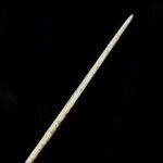 Eleocharis cellulosa