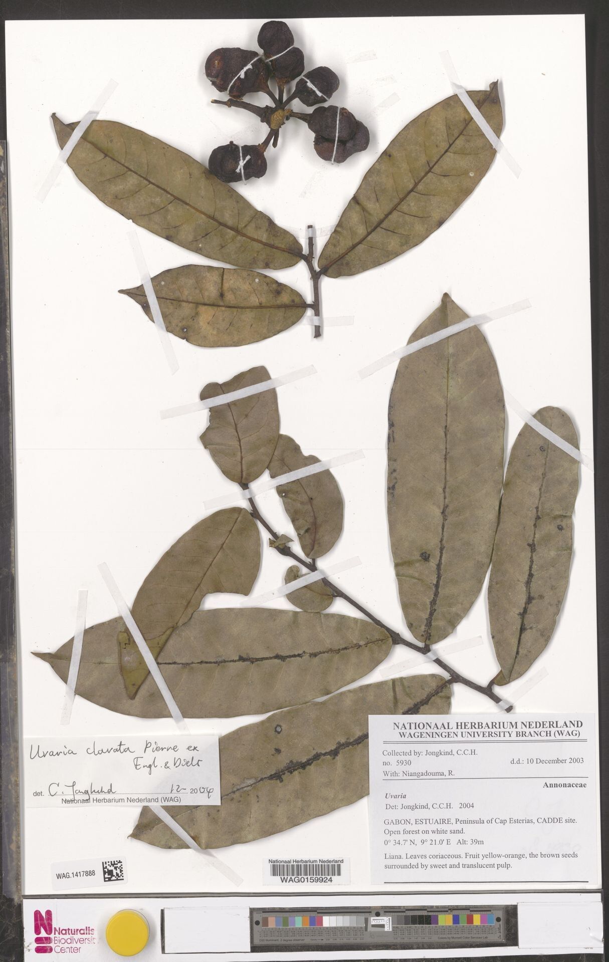 Uvaria clavata — houseplant care guide