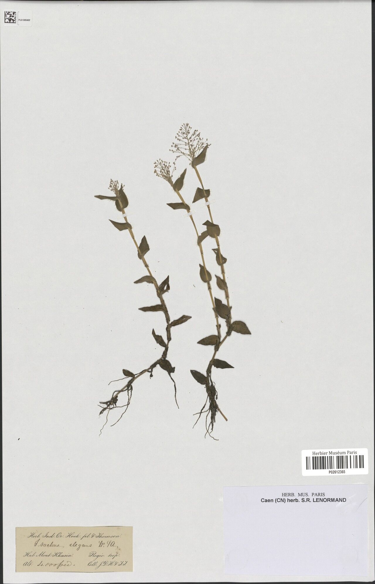 Isachne venusta — houseplant care guide