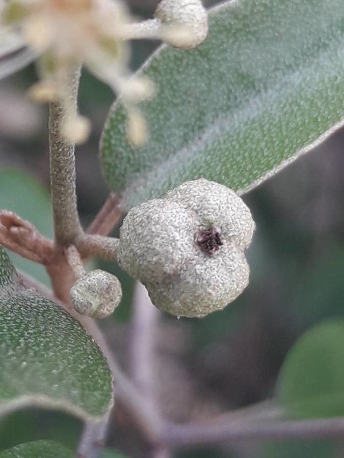 Croton insularis fruit