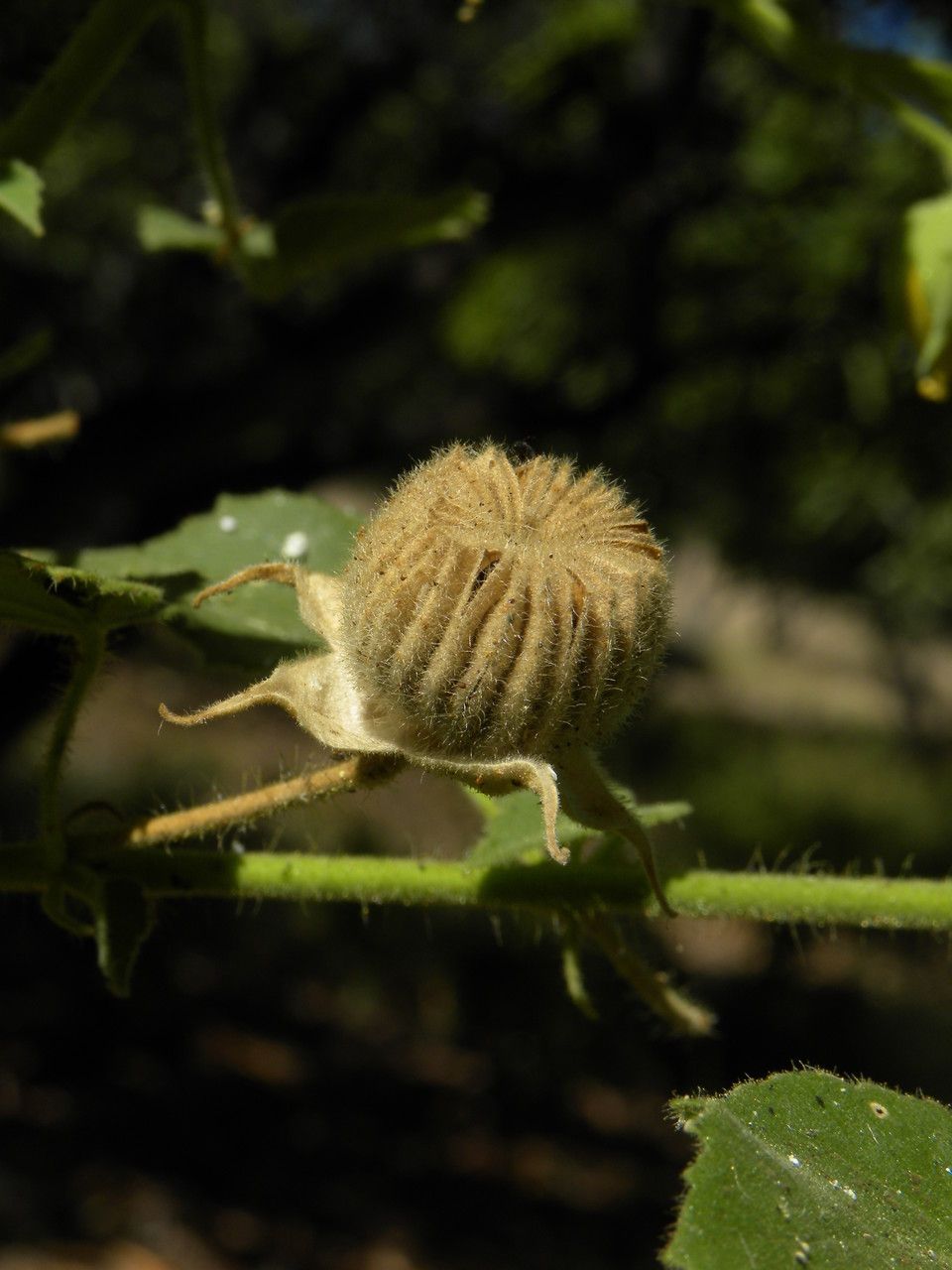 Abutilon hirtum fruit