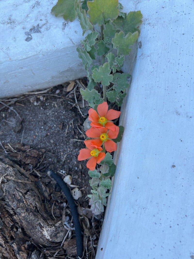 Sphaeralcea lindheimeri — houseplant care guide