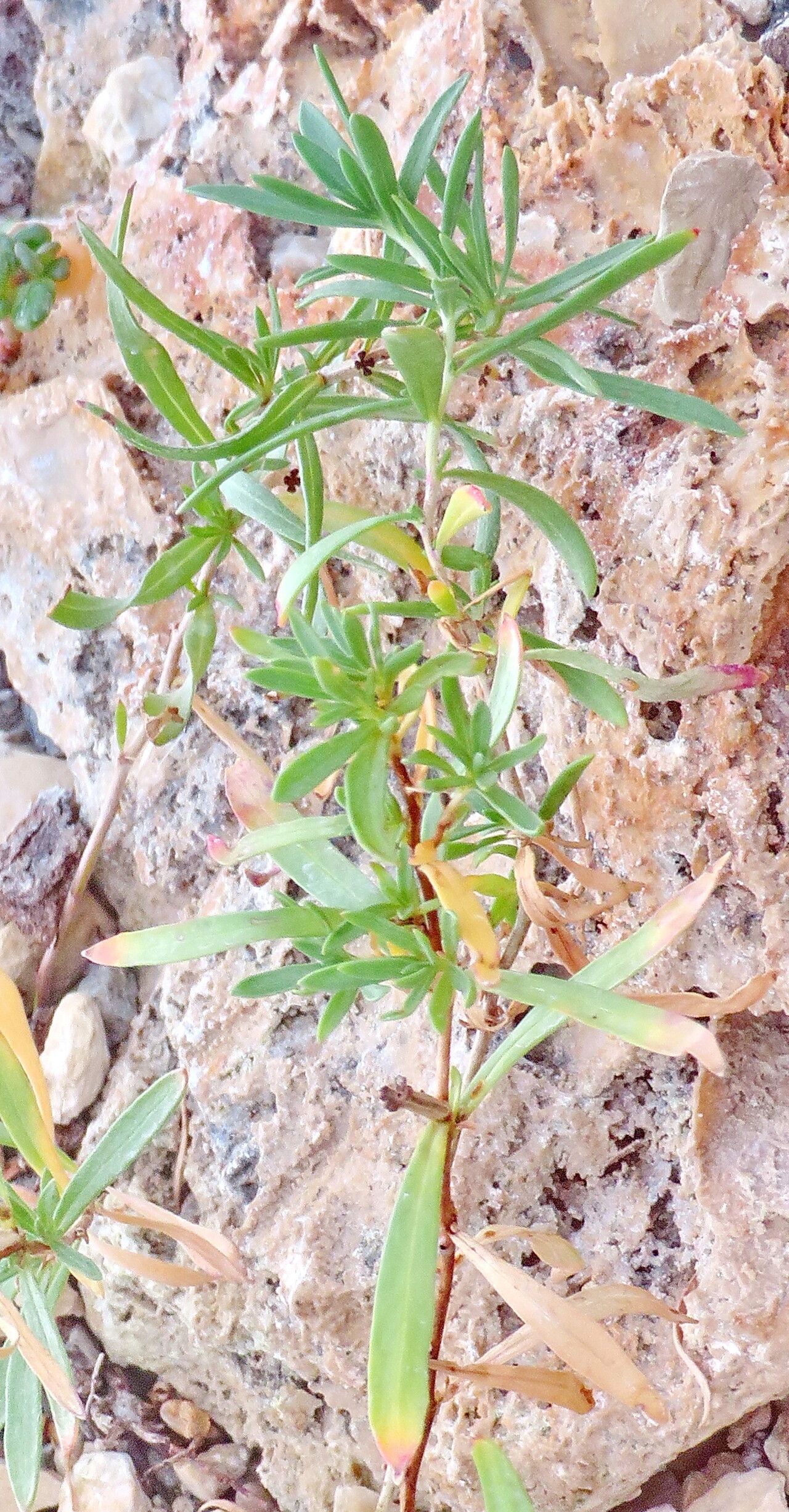 Oenothera lavandulifolia — search result for 'Oenothera'