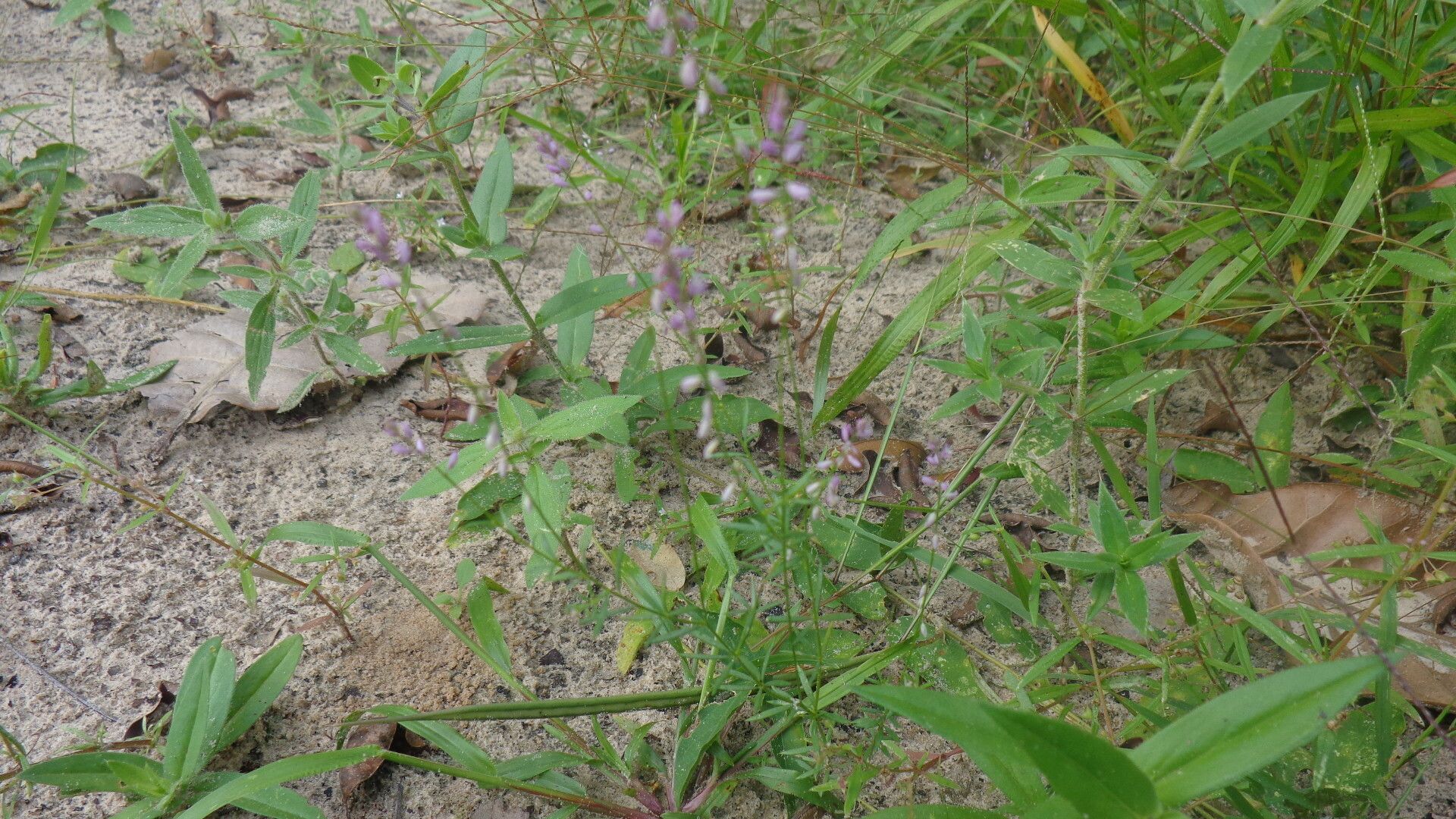 Polygala glochidiata habit