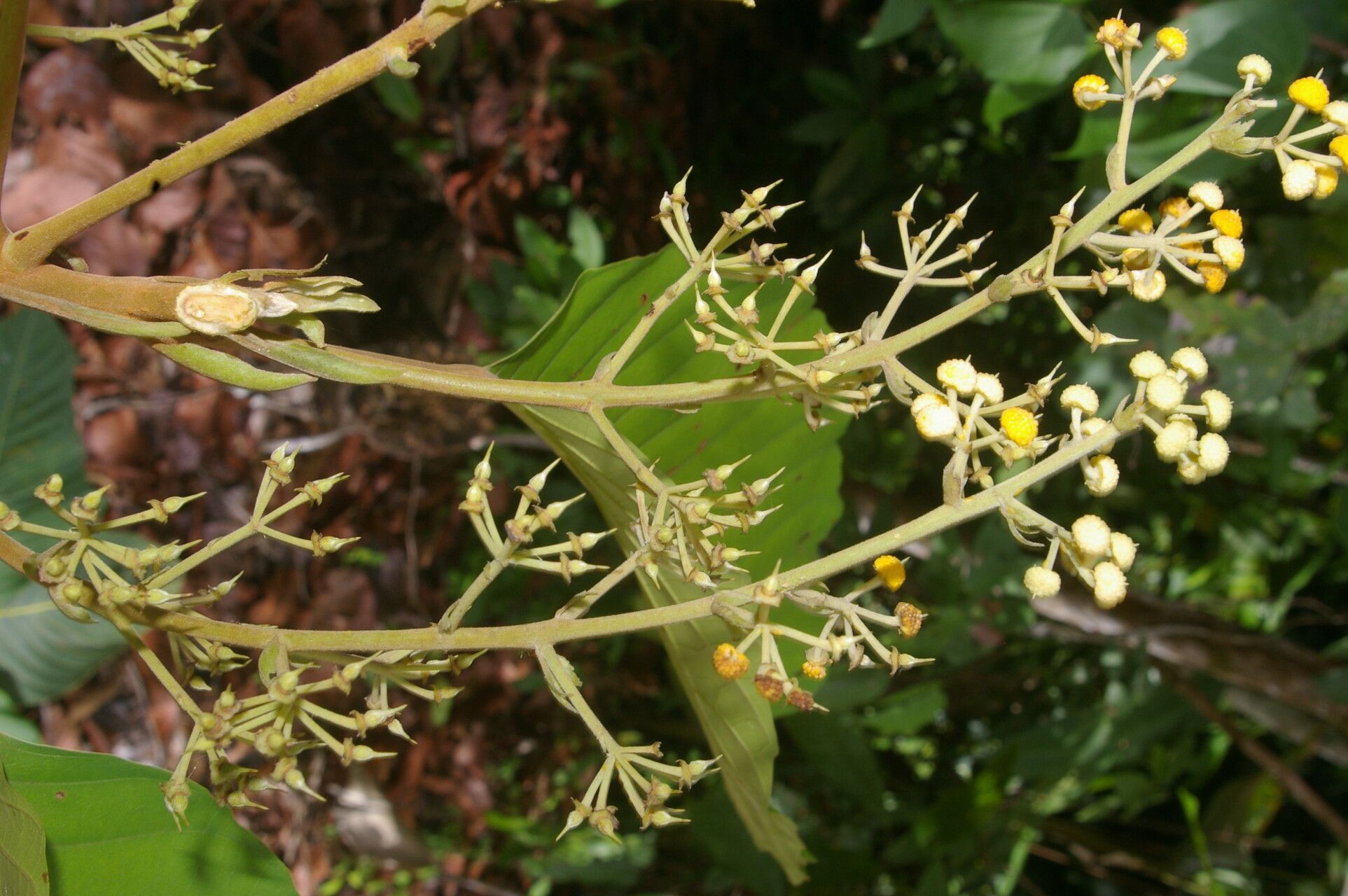 Sloanea zuliaensis flower