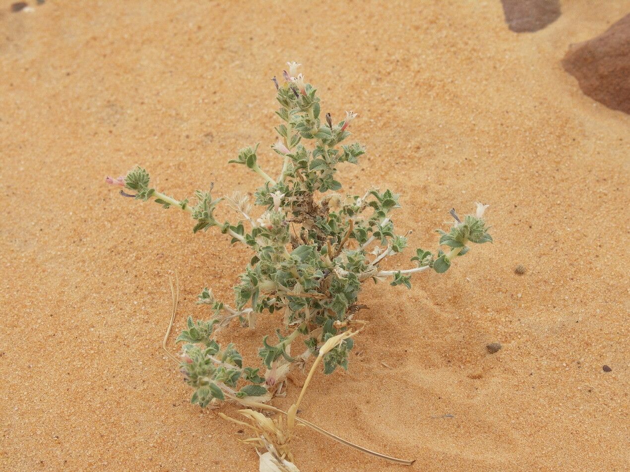 Moltkiopsis ciliata habit