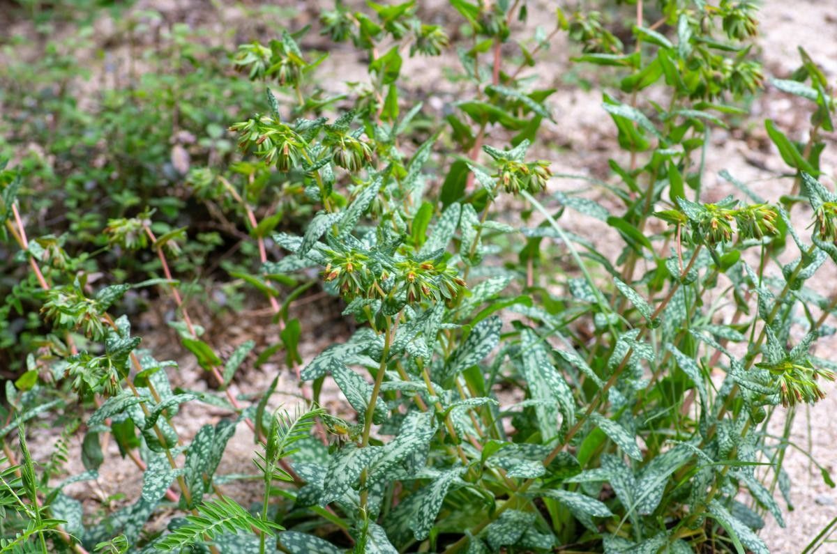 Cerinthe tenuiflora habit