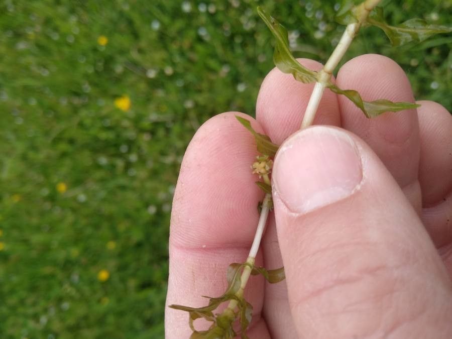 Groenlandia densa flower