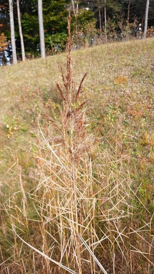 Sorghastrum nutans fruit