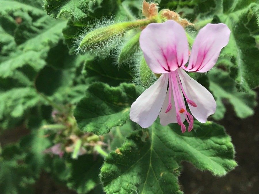 Pelargonium panduriforme flower