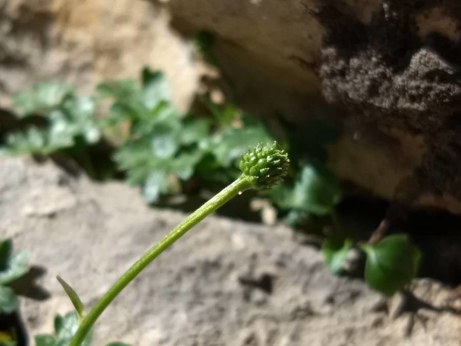 Ranunculus alpestris fruit