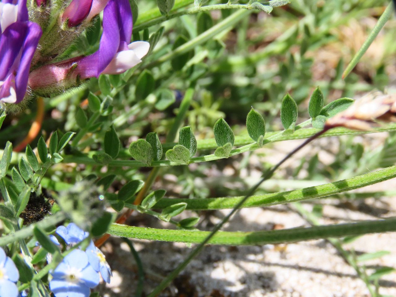 Astragalus vesicarius — search result for 'Astragalus'