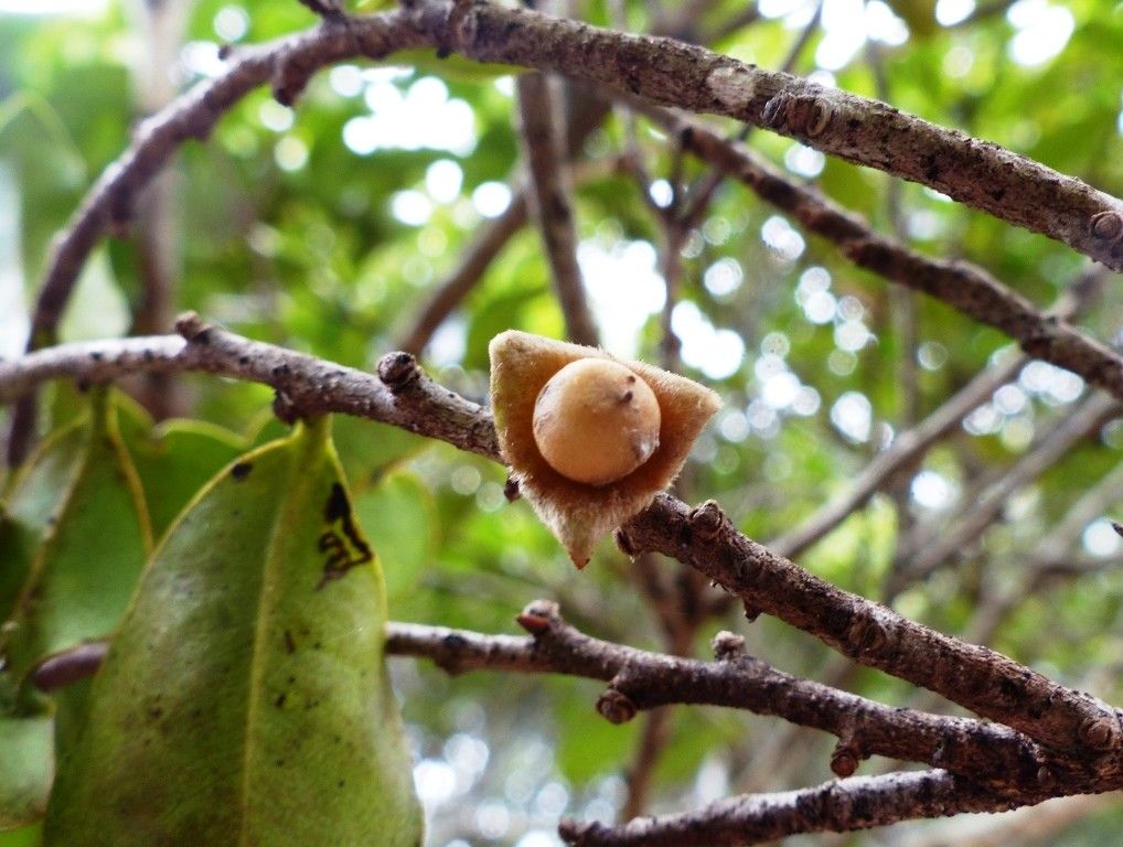 Diospyros tridentata fruit