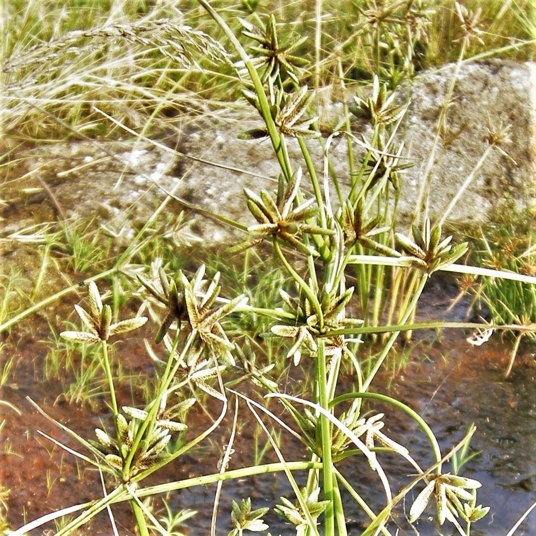 Cyperus compressus fruit