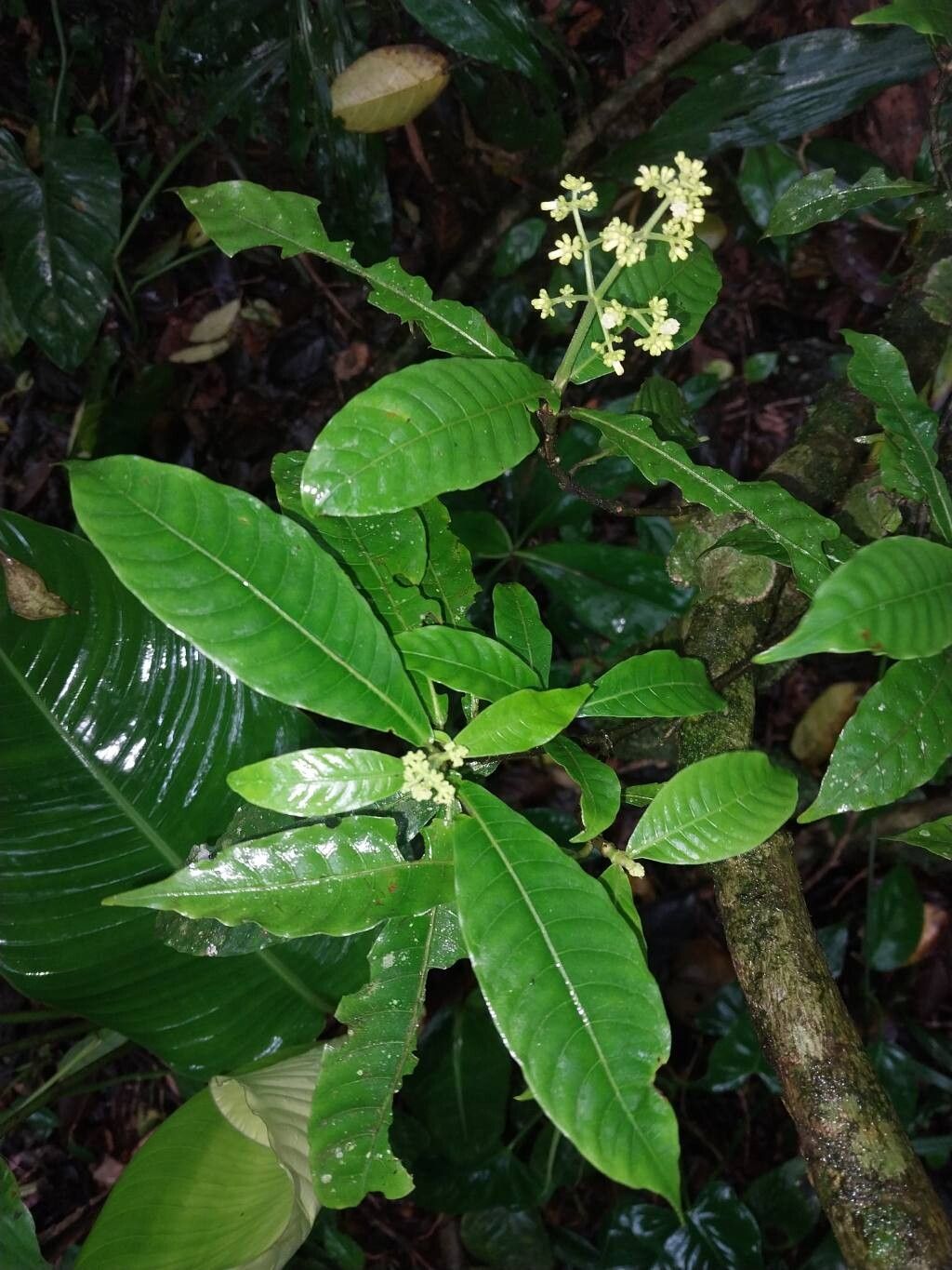 Psychotria jimenezii leaf