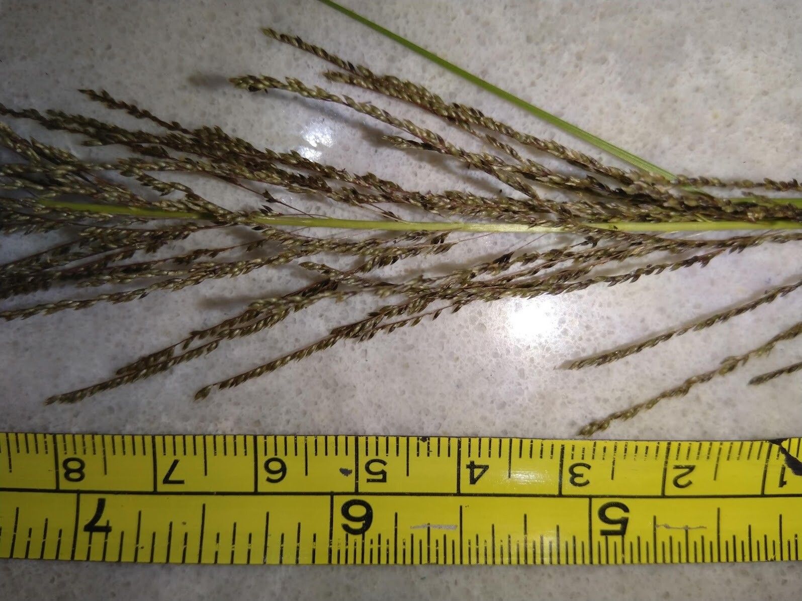 Sporobolus natalensis fruit