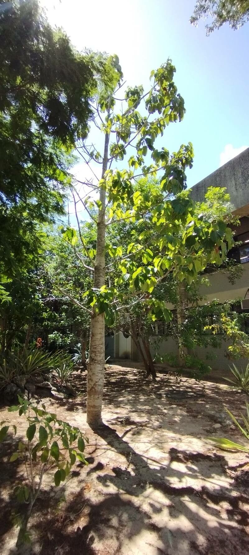 Cavanillesia umbellata habit