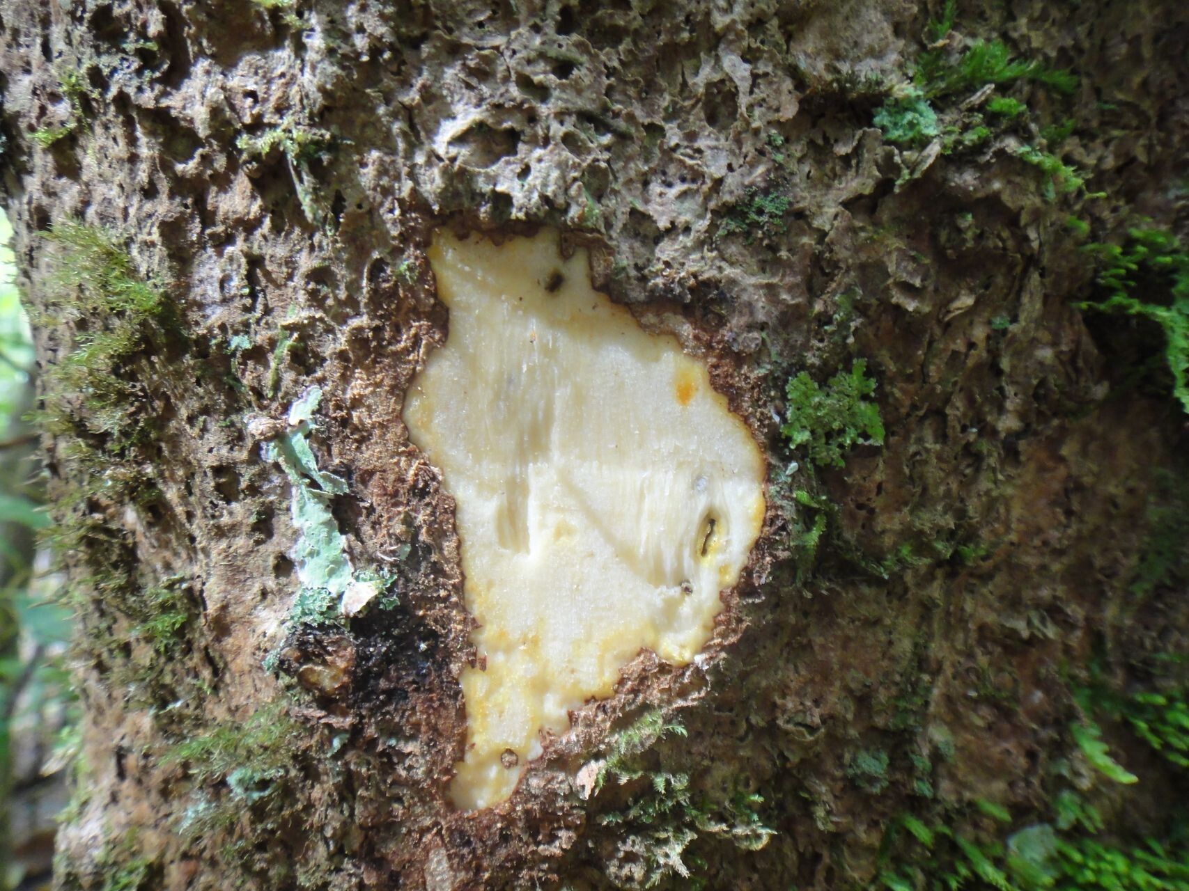 Ceodes gigantocarpa bark