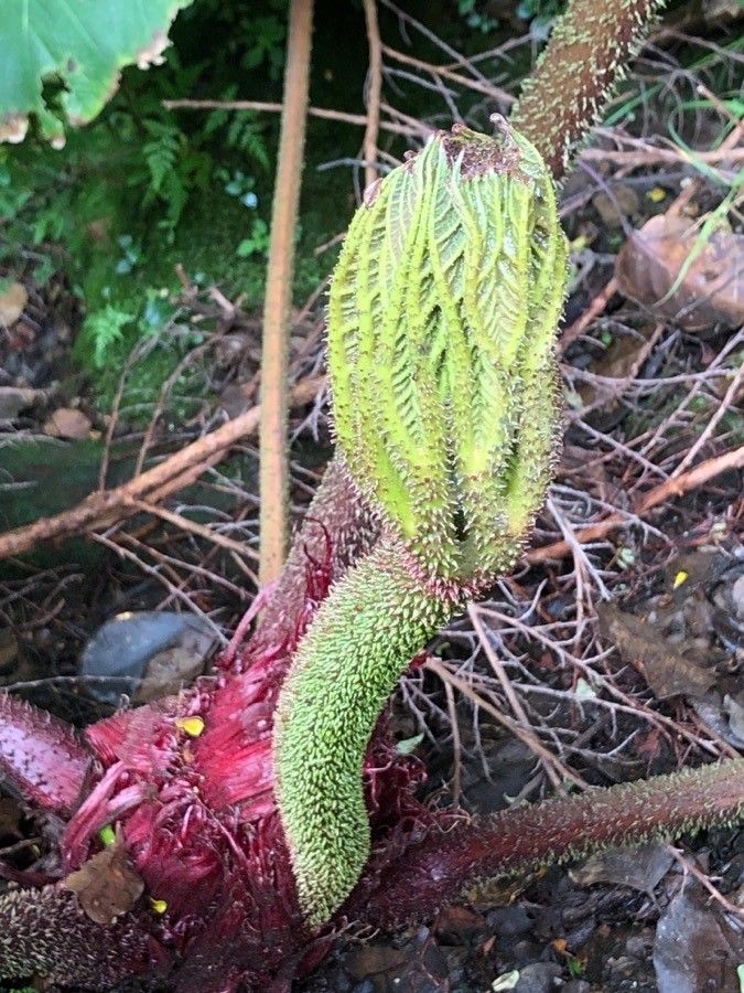 Gunnera insignis leaf