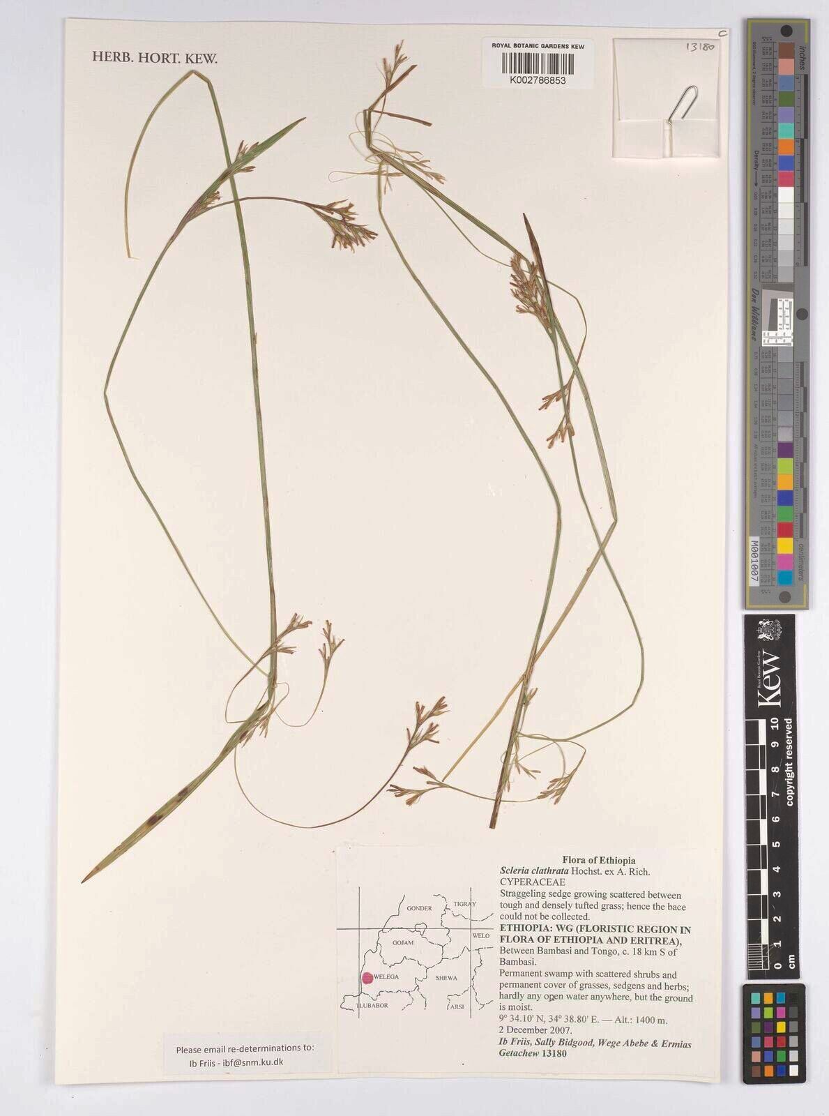 Scleria clathrata — houseplant care guide