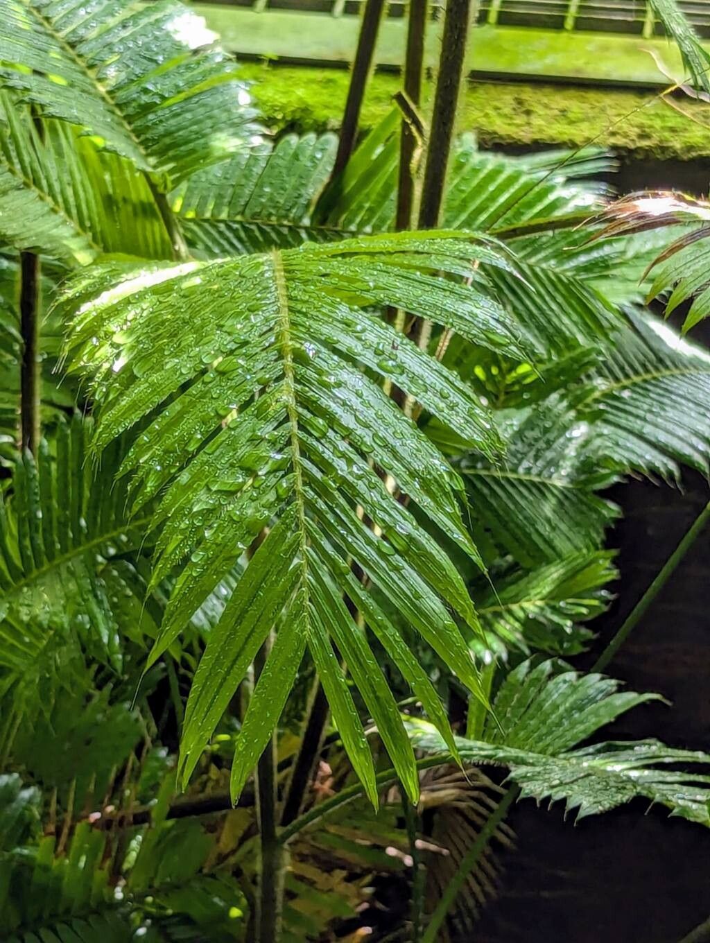 Calamus ciliaris — related species from the same genus